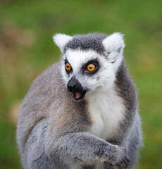 A Ring tailed lemur looking suprised © Mark