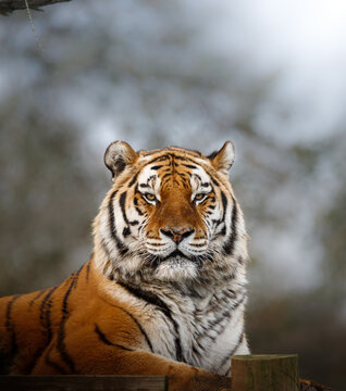 An Amur Tiger sitting on a platform looking directly at the camera
