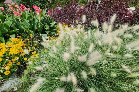 Budapest, Hungary - Margaret Island Decorative Garden Scene With White‑Tipped Fountain Grass In Foreground Surrounded By Yellow Blossoms And Tall Pink Flowers Against Dark Burgundy Shrubs.