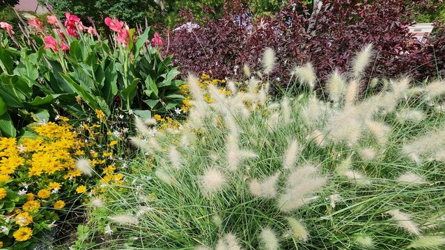 Budapest, Hungary - Margaret Island Decorative Garden Scene With White‑Tipped Fountain Grass In Foreground Surrounded By Yellow Blossoms And Tall Pink Flowers Against Dark Burgundy Shrubs.