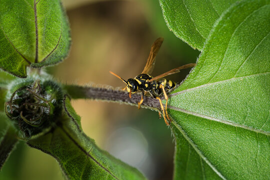 Macro Close Up Of Yellow Jacket Wasp Resting On Plant