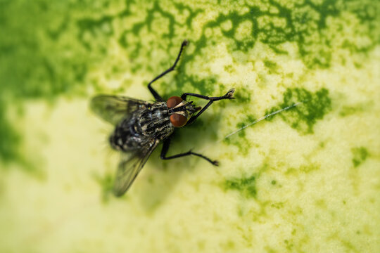 Close-up of a fly resting on a melon