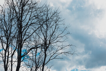 Fototapeta premium Leafless Tree Branches Against Cloudy Blue Sky with Copy Space