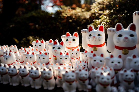 Lucky Cat in Tokyo temple, autumn in Japan