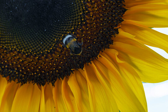 cheerful sunflower with bee in natural outdoor setting close-up top-down perspective yellow petals beeswax