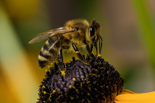 a bee collecting pollen from a flower in a serene natural setting close-up with vibrant yellow and black colors and clean background