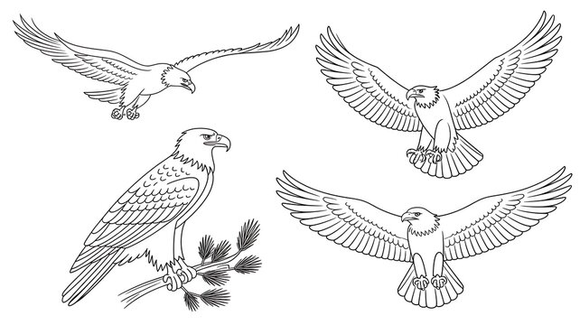 Set of minimalist black and white line art illustrations featuring majestic eagles in various dynamic flight and perched poses