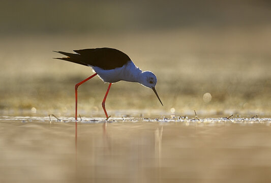 Black winged stilt backlit at dawn while searching the water with graceful intent