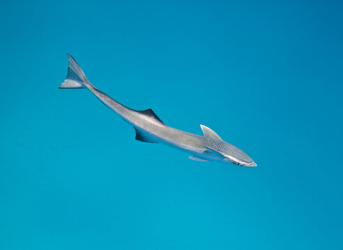 Remora swimming in the Bahamas