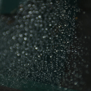 Rainy Day Spider Web