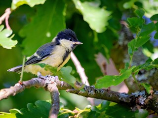 The great tit is sitting in an oak © Matthias Hafner
