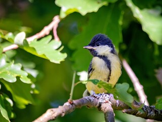 The great tit is sitting in an oak © Matthias Hafner