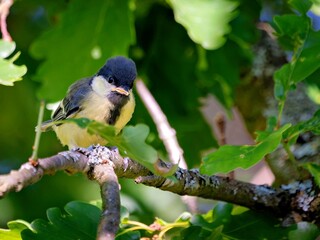 The great tit is sitting in an oak © Matthias Hafner