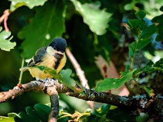 The great tit is sitting in an oak © Matthias Hafner