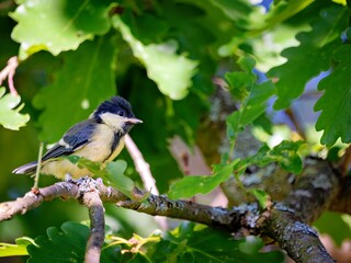 The great tit is sitting in an oak © Matthias Hafner