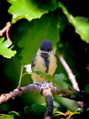 Scowling great tit in a tree © Matthias Hafner
