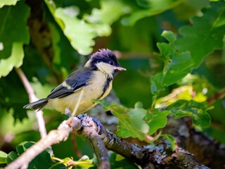The great tit is sitting in an oak © Matthias Hafner