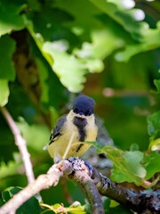 Scowling great tit in a tree © Matthias Hafner