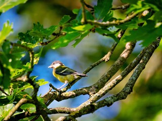 The great tit is sitting in an oak © Matthias Hafner