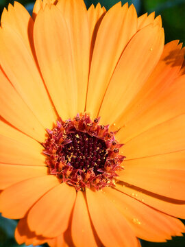 Orange calendula flower head with dark center