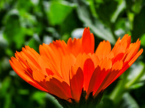 Bright orange calendula flower blooming in a green garden