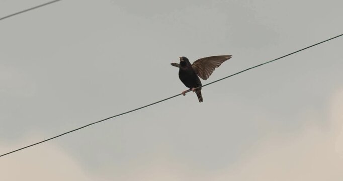 European starling singing on power line while flapping wings against cloudy sky backdrop.