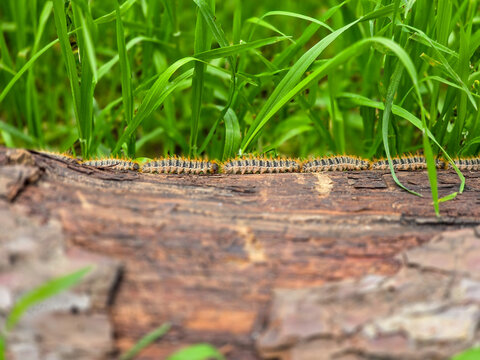 Processionary caterpillars crawling in a single file line along a wooden log
