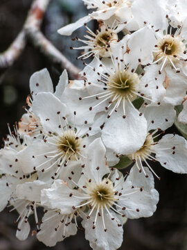 Close up of delicate white pear tree blossoms blooming on a branch in spring
