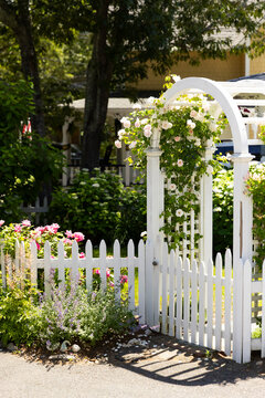 White picket fence rose trellis 