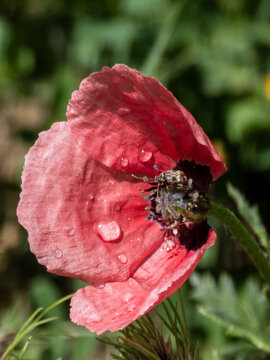 Blooming red poppy flower with water droplets and a small beetle resting inside