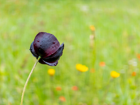 Black poppy flower with water droplets in a green field
