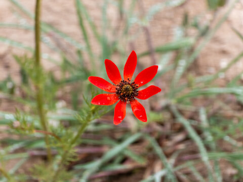 Red pheasant's eye flower blooming in a grassy field
