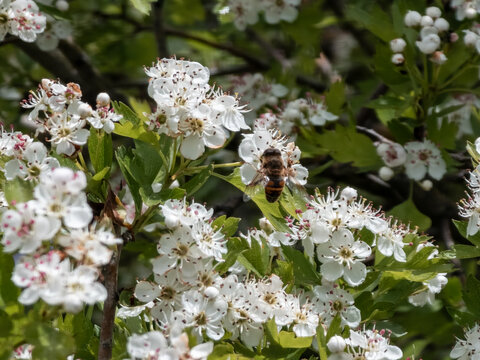 Honey bee pollinating white hawthorn blossoms on a spring day