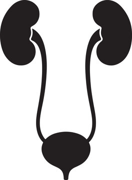 Black and white icon of human urinary system featuring kidneys, ureters, and bladder in a simple outline style also transparent background