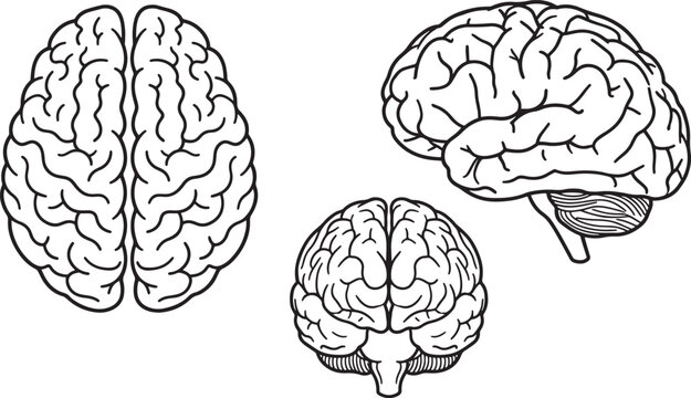 Black and white line of human brain anatomical views, showing side, and front perspectives on a white background, also transparent background