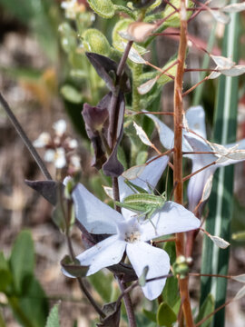 Small green grasshopper resting on a light blue flower petal