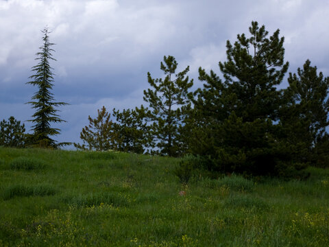 Coniferous trees growing on a grassy hillside under a cloudy sky
