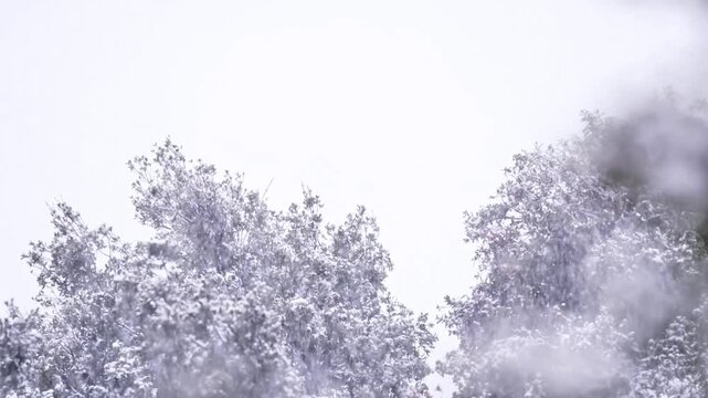 Beautiful Serene Winter Landscape with Snow-Covered Trees and Hazy Mist Under a Bright High-Key Sky