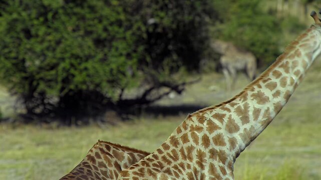 Two giraffes interacting in a grassy savanna landscape with trees