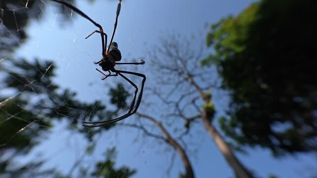 Large Spider Hanging on Web Outdoors Against Blue Sky and Trees