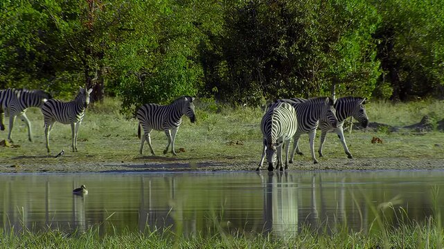 Herd of zebras drinking water at a watering hole in the African savanna