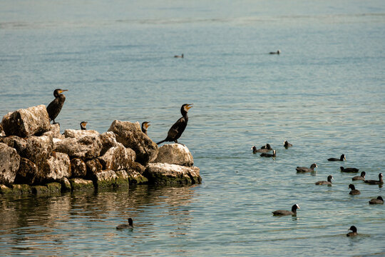 Two cormorants perch atop rugged rocks near calm water