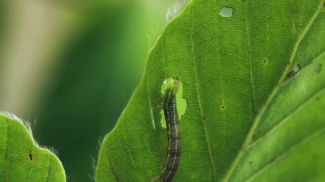Close-up of a small caterpillar crawling on a vibrant green leaf