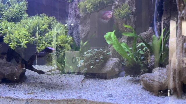 Colorful fish swim through a lush planted aquarium with rocks, sand and green aquatic plants.