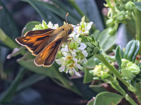Male fiery skipper butterfly sipping nectar from white garden flowers