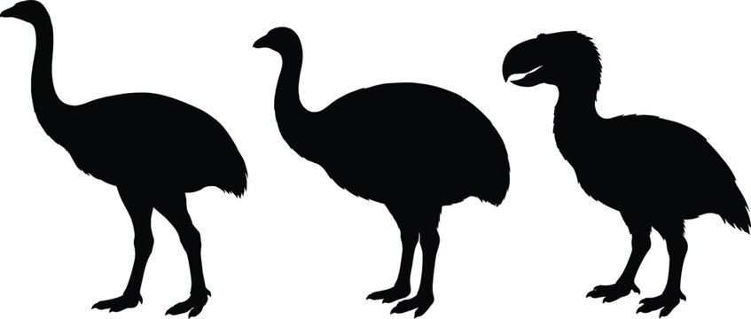 Prehistoric Flightless Extinct Bird Silhouettes Set Isolated on White Background for Commercial Design.