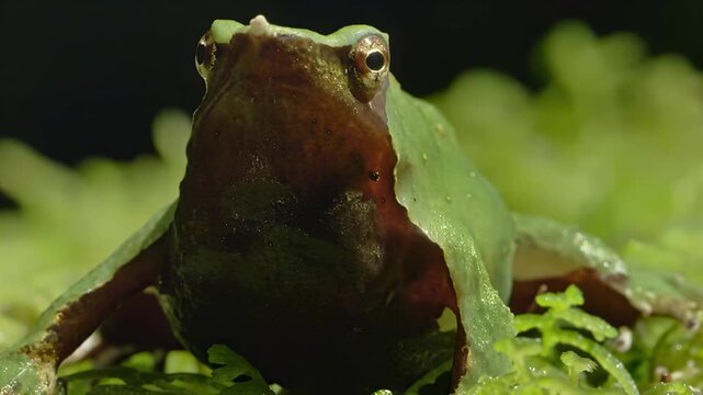 Close-up of a small green frog resting on vibrant green mossy vegetation