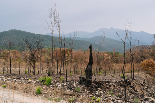  Charred trees and burnt landscape after a wildfire in the mountains