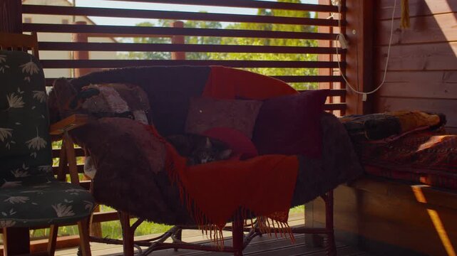 Tabby cat dozing on blankets in afternoon sunlight