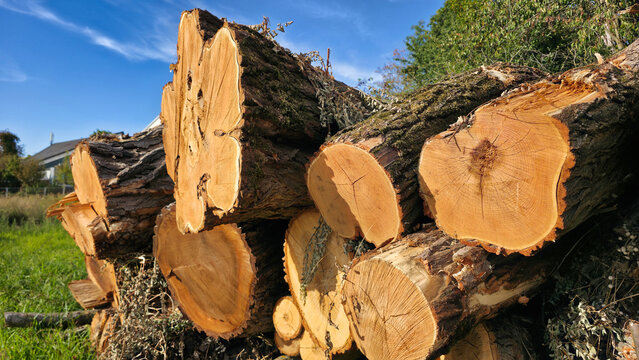 ein grosser Stapel Baust&auml;mme - Nach der Bauf&auml;llung